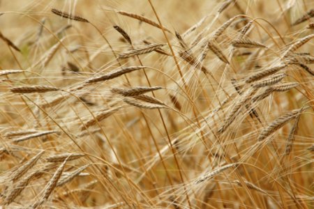 Wheat Field In Close Up Photography