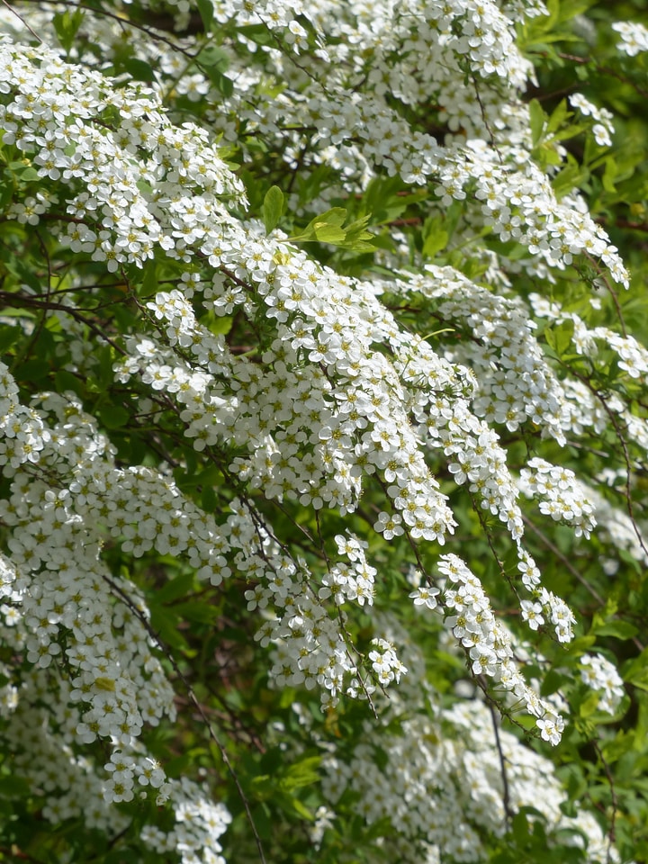 White spierstrauch spiraea arguta