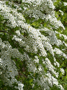 White spierstrauch spiraea arguta