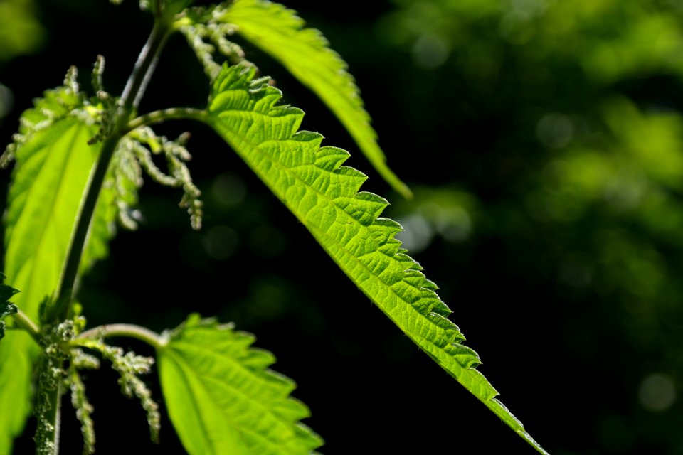 Leaf Vegetation Hemp Plant