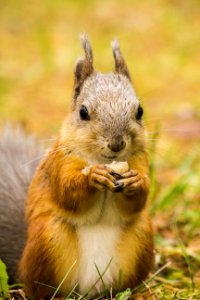 Red Squirrel Eating Almond