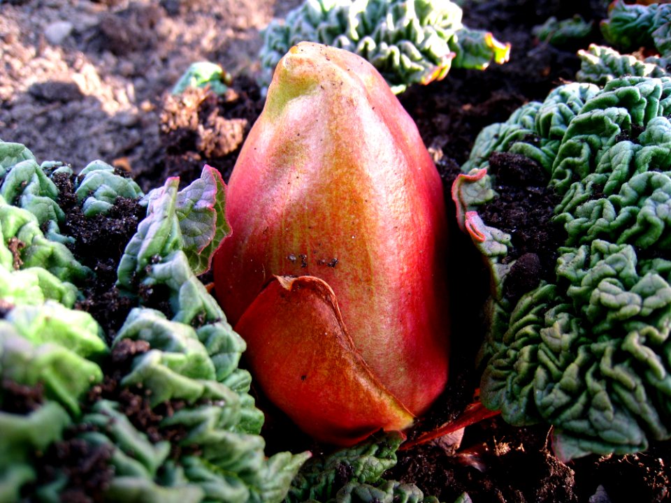 Leaf Plant Zaminkand Vegetable