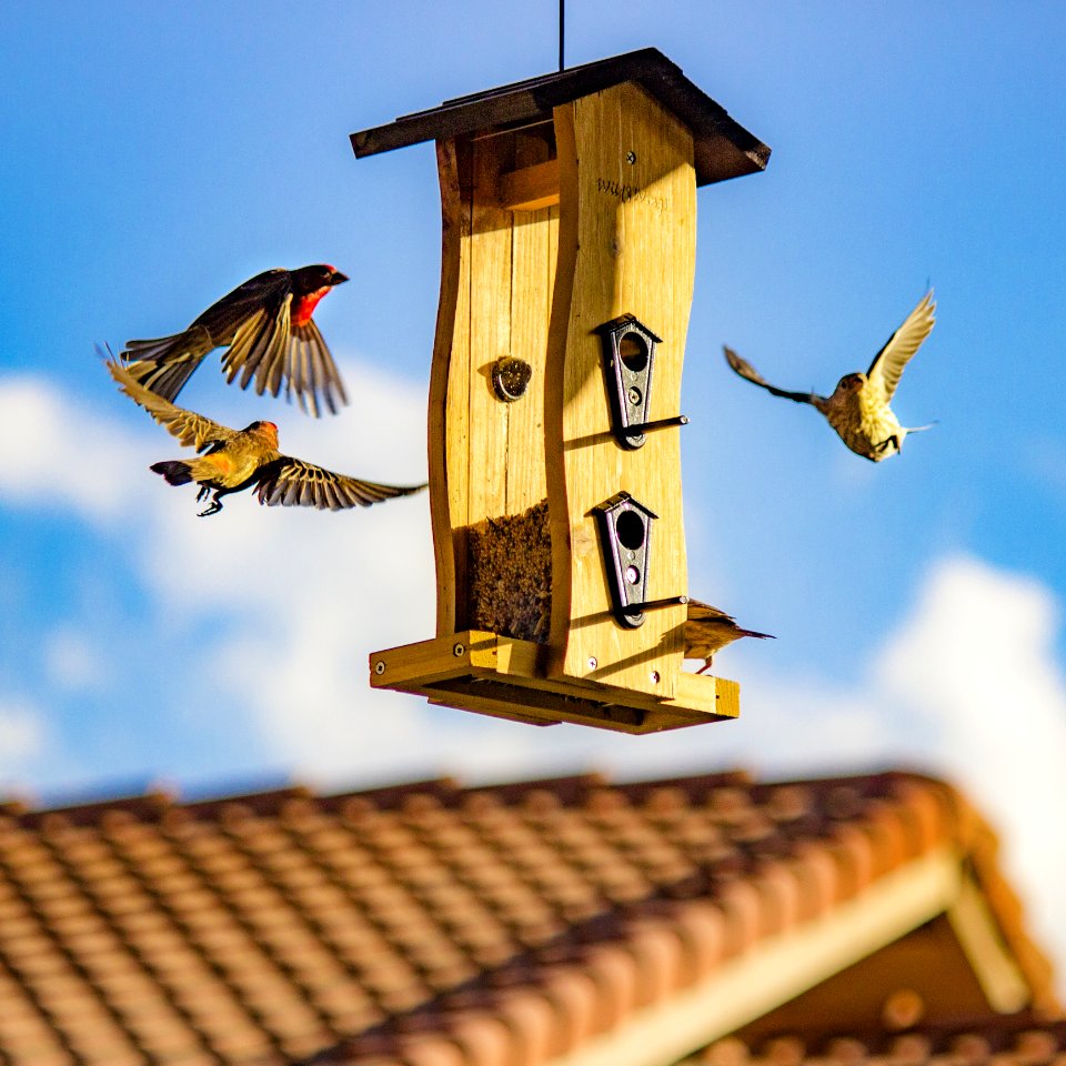 Brown And Beige Finch Birds Surround Bird House