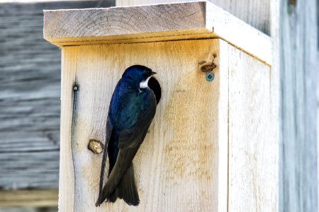Oiseau (Hirondelle Bicolore) 240