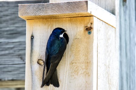 Oiseau (Hirondelle Bicolore) 240 photo