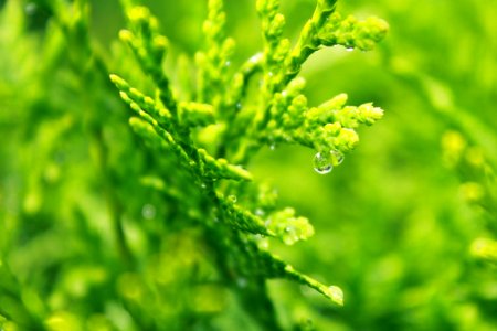 Leaves With Dew Drops photo