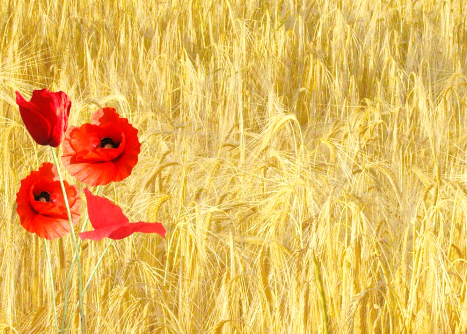 Red Petaled Flower Near Yellow Grass During Daytime