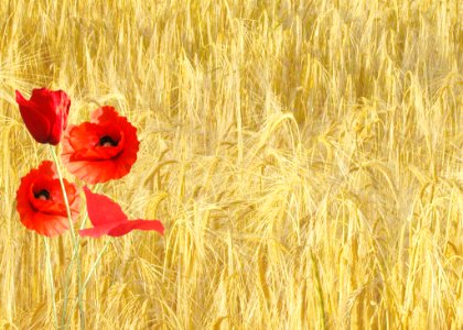 Red Petaled Flower Near Yellow Grass During Daytime photo