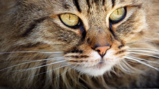 Brown Mainecoon photo