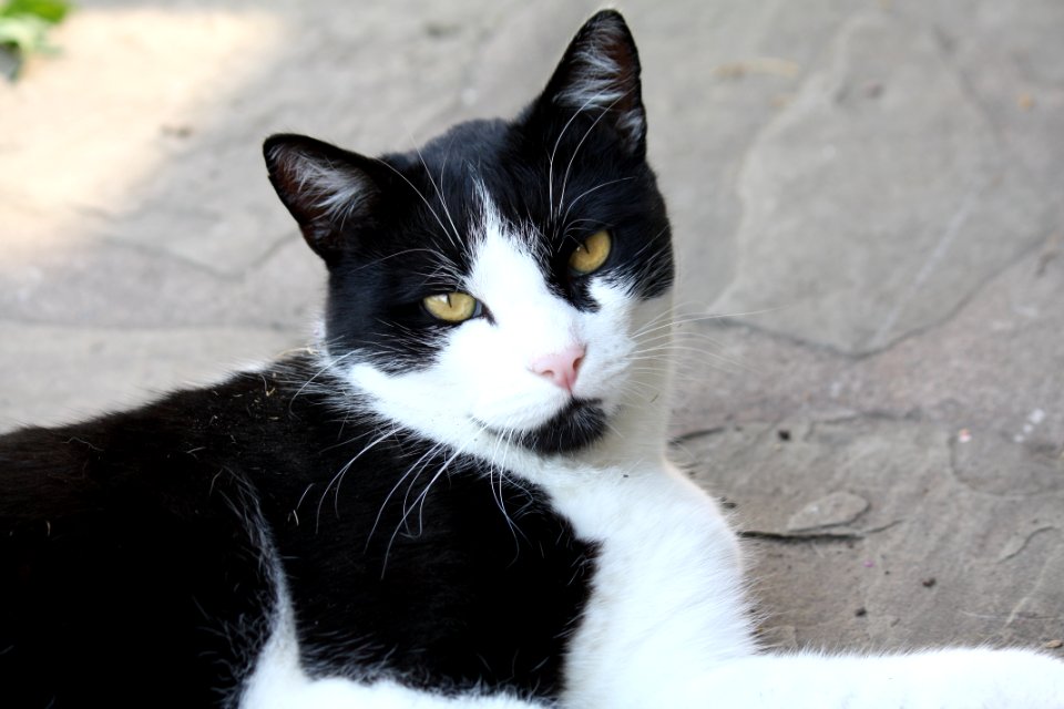 Black And White Cat photo