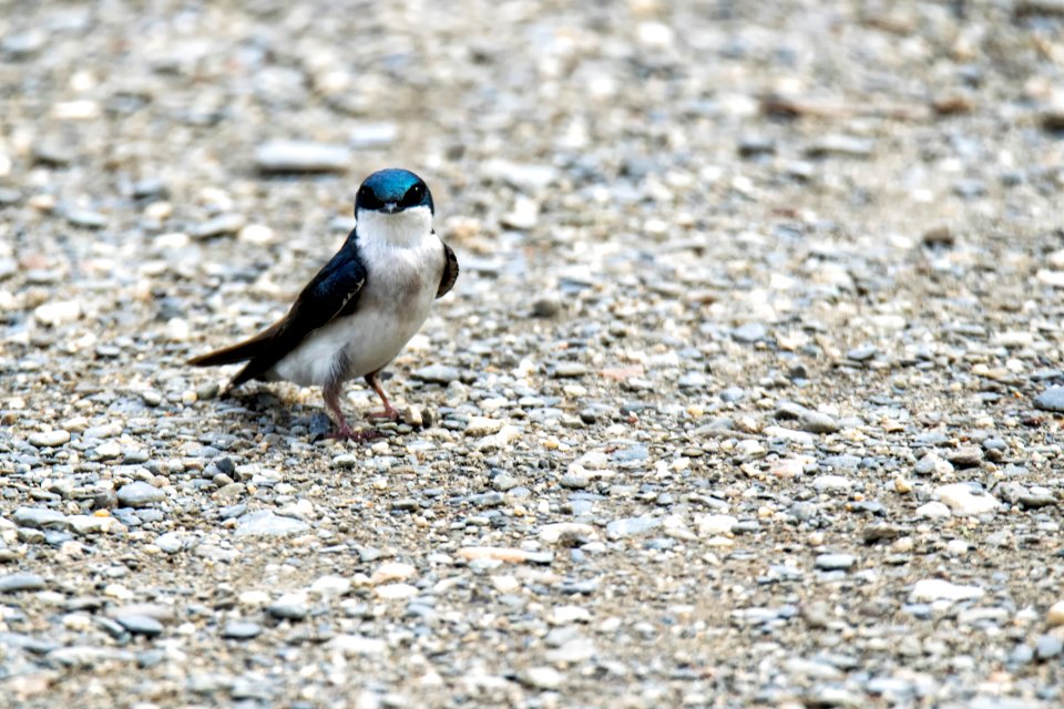 Oiseau (Hirondelle Bicolore) 168