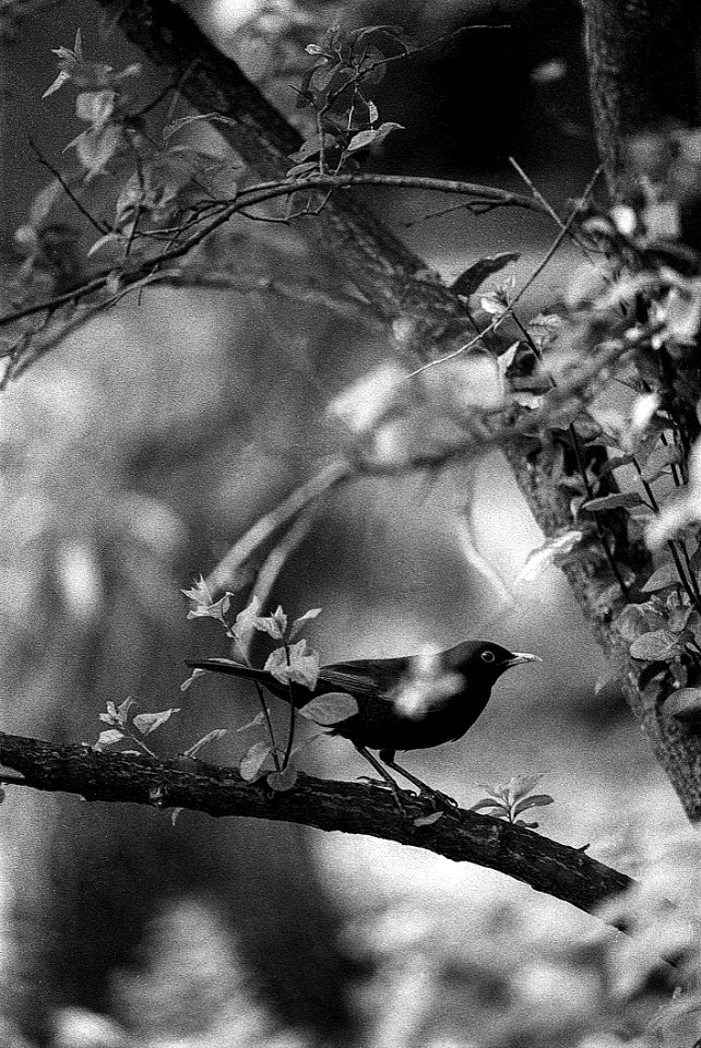 Blackbird