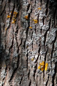 Texture No 19 Bark