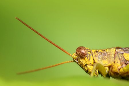 Insect Invertebrate Fauna Macro Photography photo