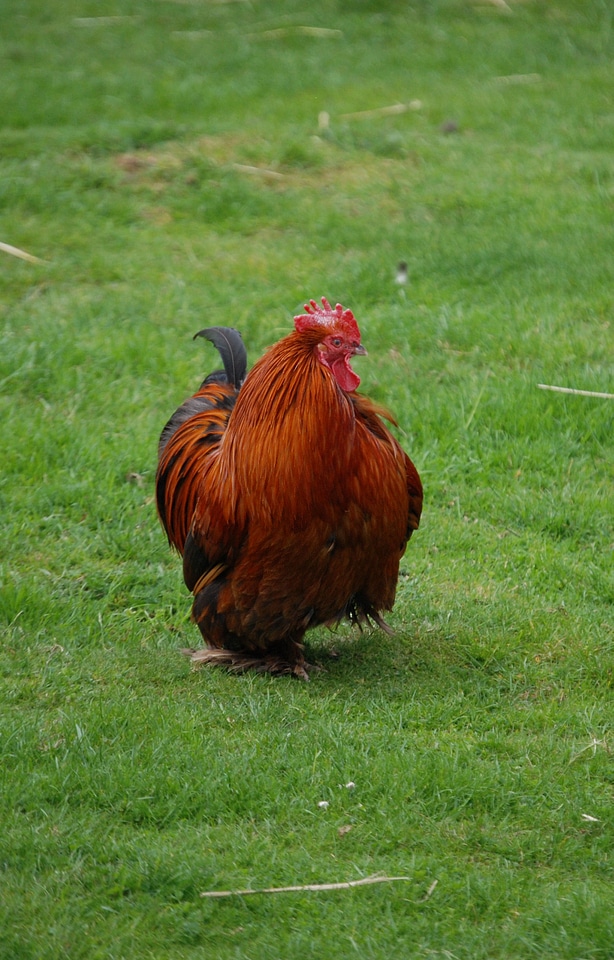 Feathers fowl grass photo