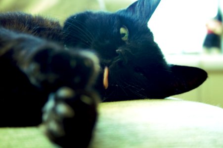 A Hot Day For The Cat