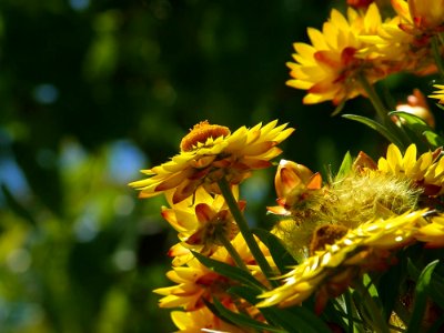 Yellow Flowers 2 photo