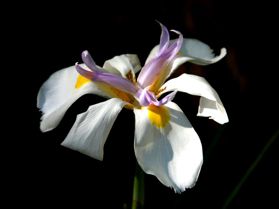 Orchids