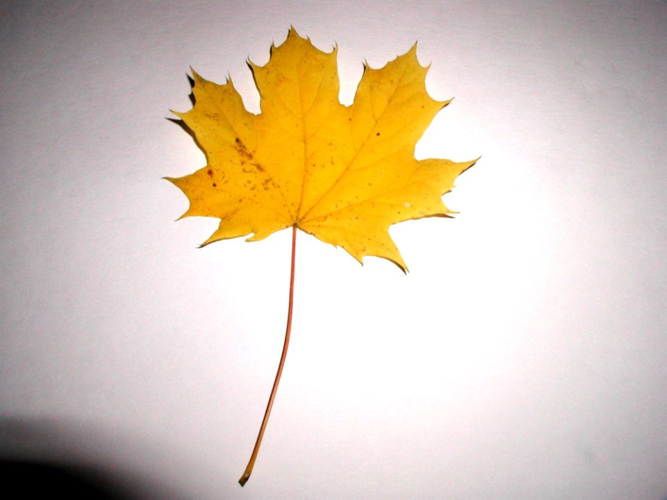 Leaf 5