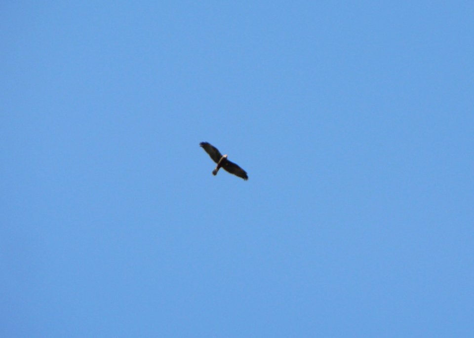 Flying Bird Of Prey