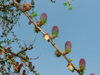 Flowering Larch
