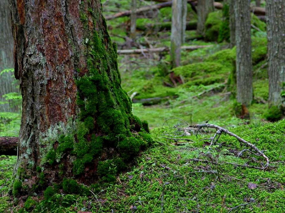 Climbing Moss