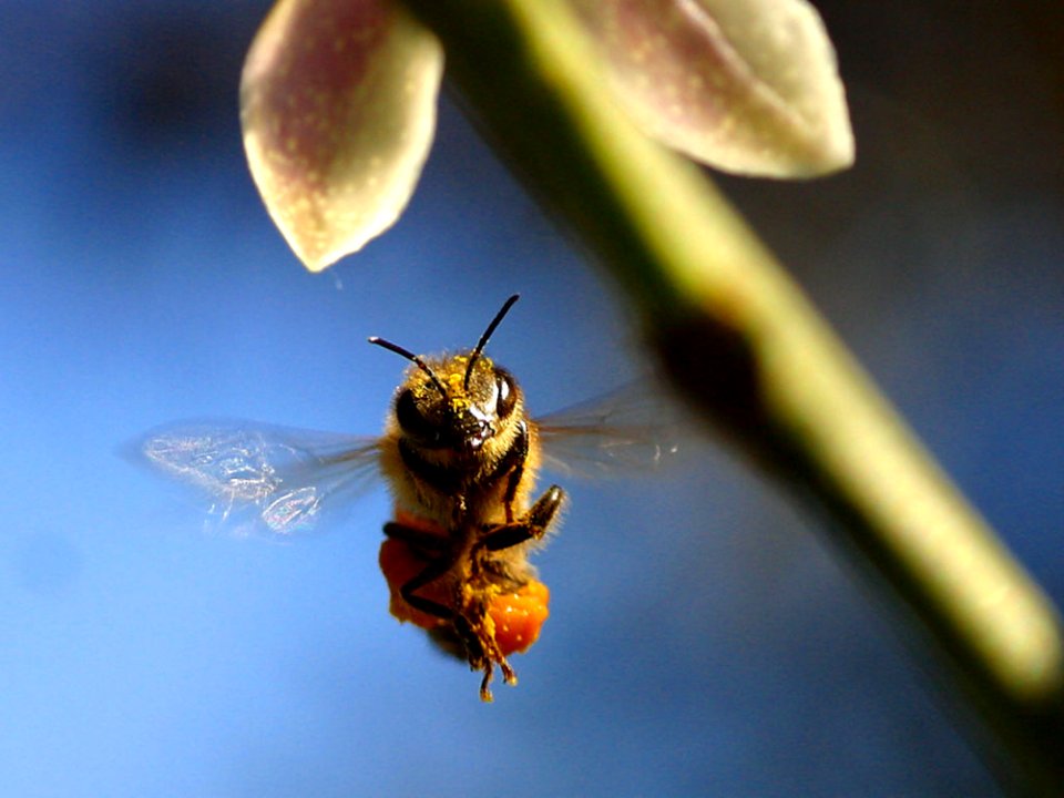 Bee Wings 3