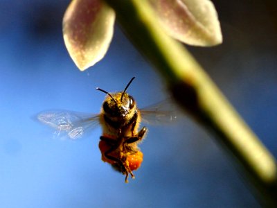 Bee Wings 3