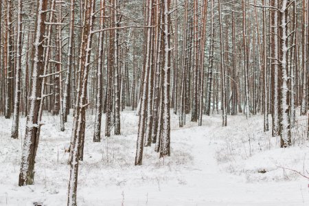 Winter Forest