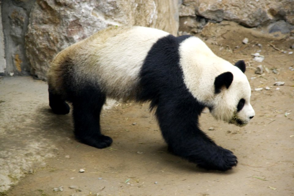 Anji2007043