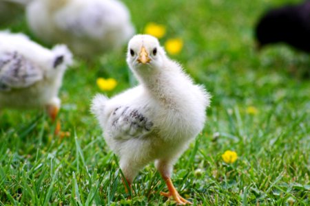 Chick On Grass photo