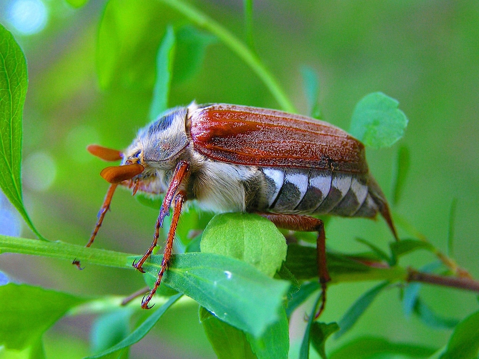 Maisky beetle macro photography
