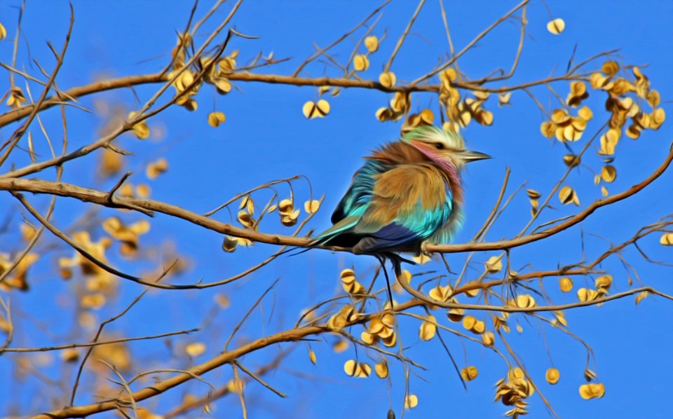 Blue And Brown Bird On Brown Tree Branch Under Blue Sky