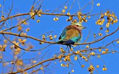 Blue And Brown Bird On Brown Tree Branch Under Blue Sky photo