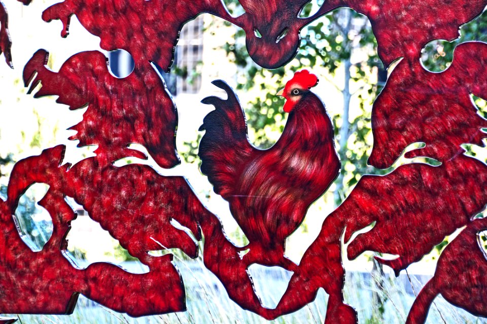Little Red Rooster