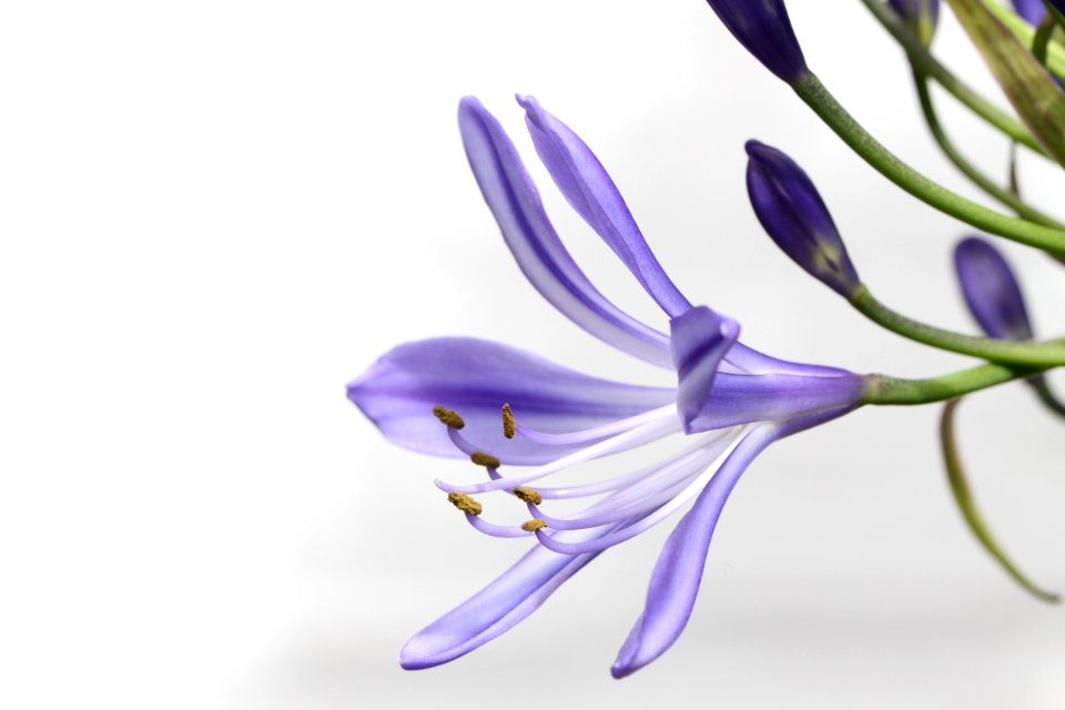 Flower Plant Purple Violet