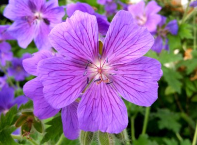 Flower Plant Purple Flora