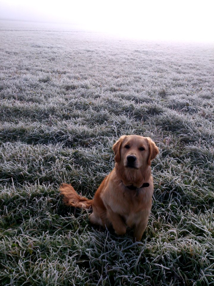 Golden Retriever In Frosty Moorland