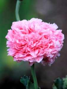 Pink Petals Flower photo