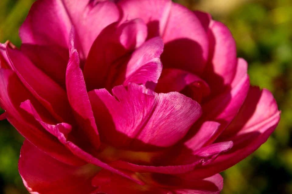 Red Petaled Rose On Bloom At Daytime