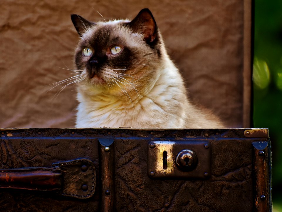 Portrait Of Siamese Cat