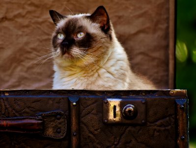 Portrait Of Siamese Cat