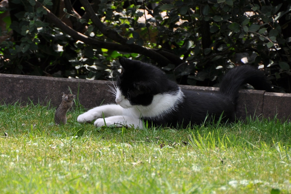 Hunting play animal