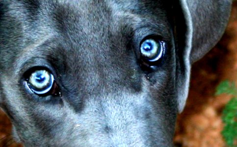 Kasha Blue Eyes
