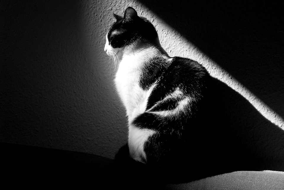 Black and white animals black