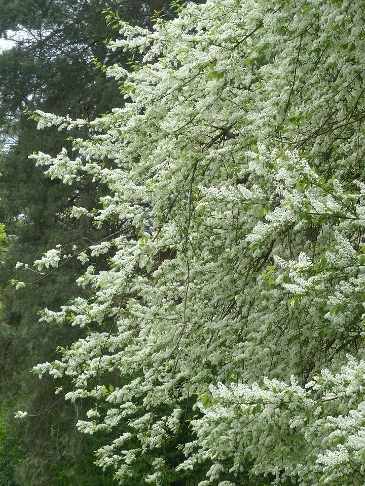 Leaves branch green