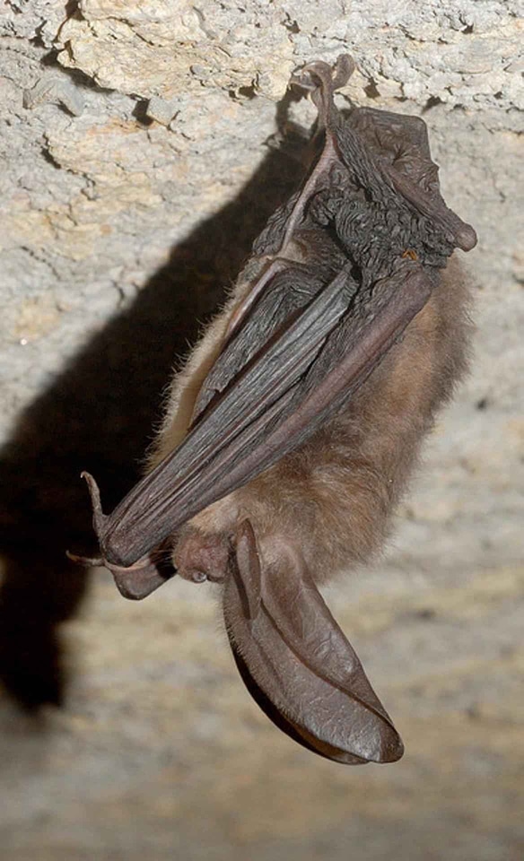 Eared big virginia