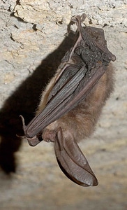 Eared big virginia