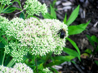 Bee Collecting Nectar From White Flowers