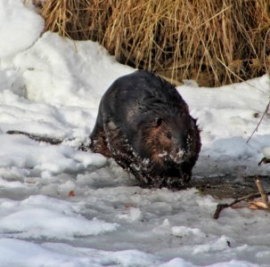 Beaver On Ice photo